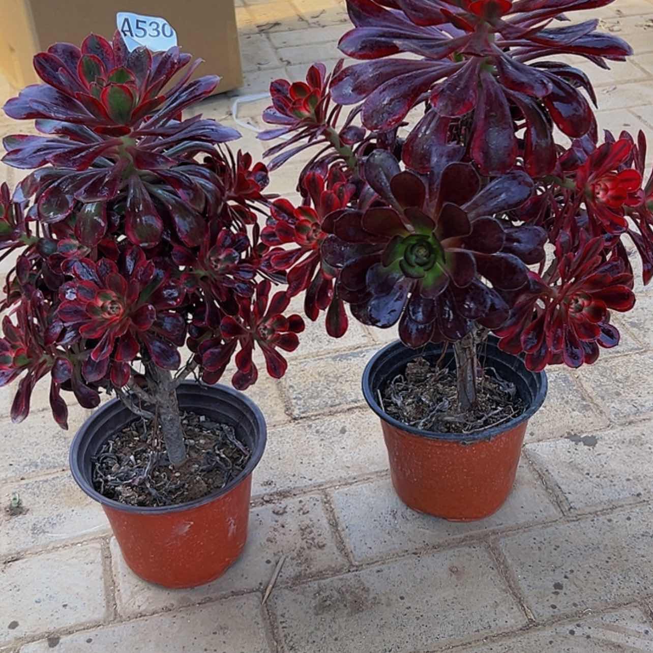 【闪购商品】多肉植物529.530丽娜 