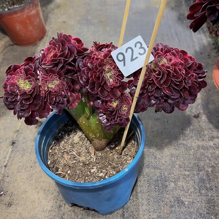 0000000000923美杜莎缀