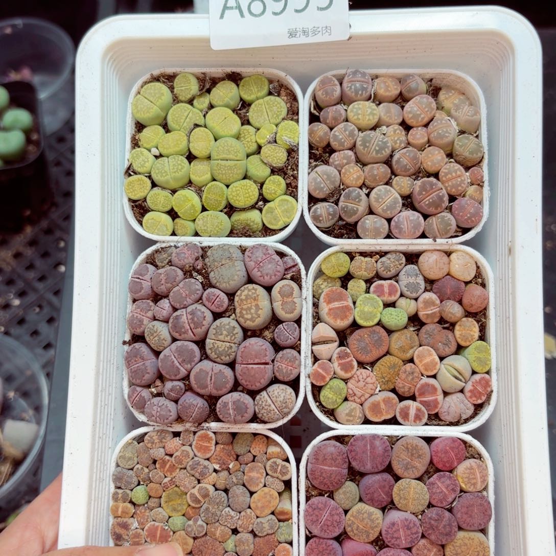 8995–-零下地区需拍保温箱
