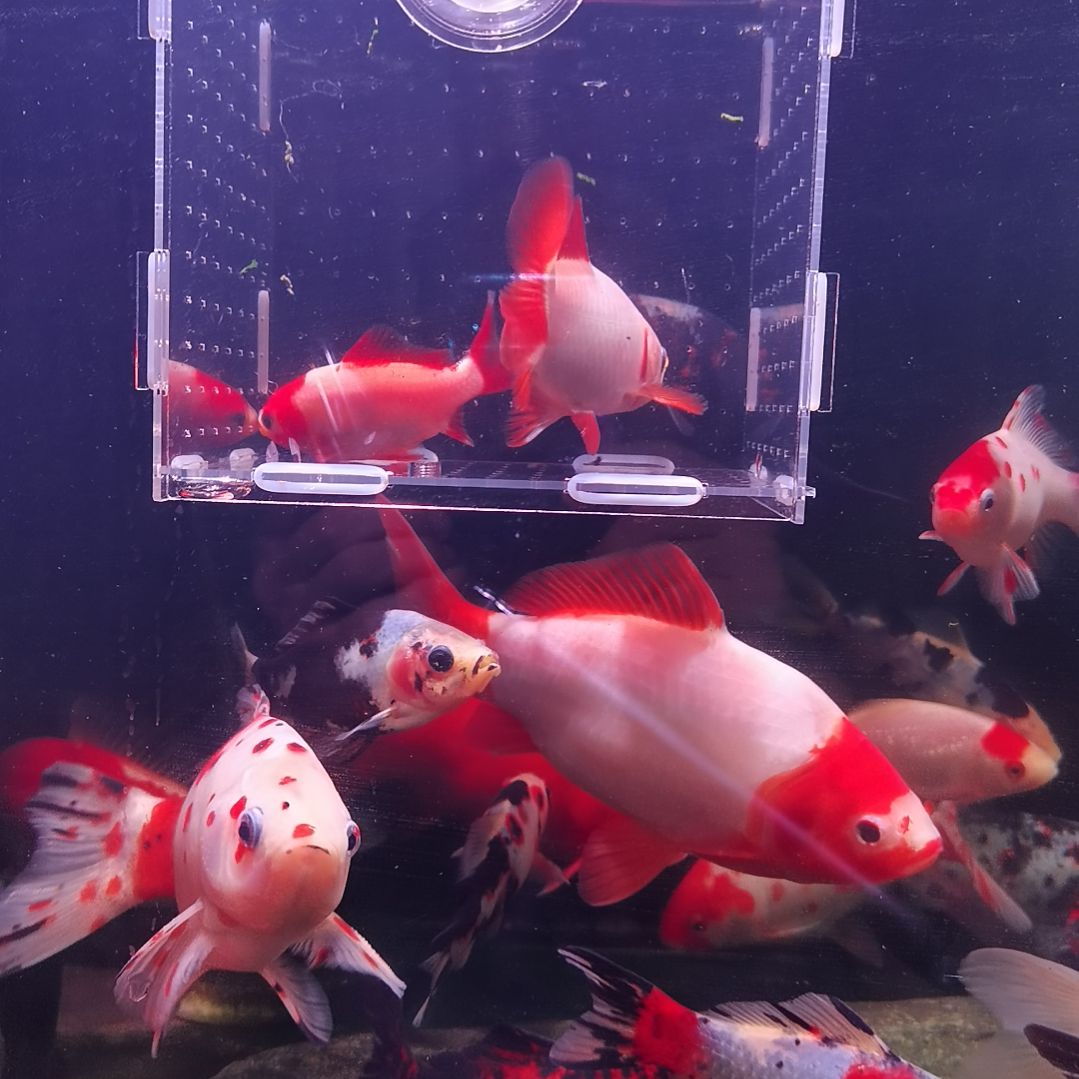 金鱼草金十二红，七旗红