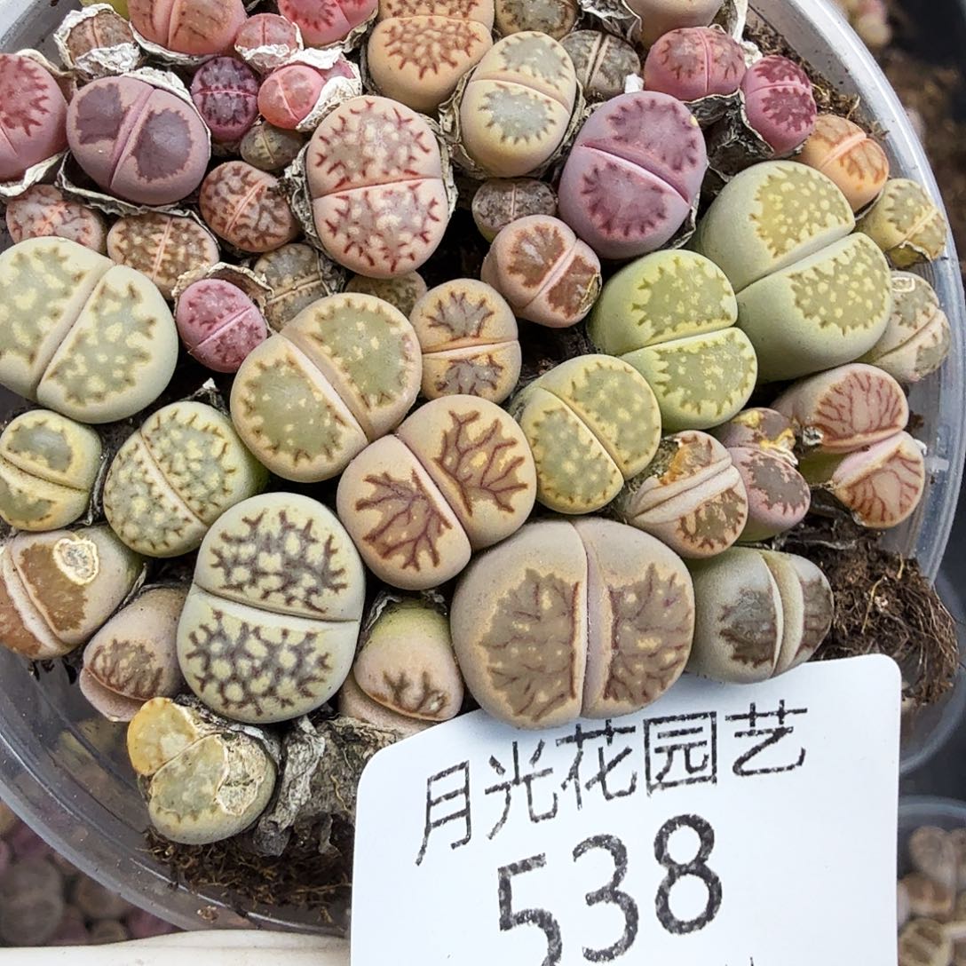 是一个不想被束缚到自己538你