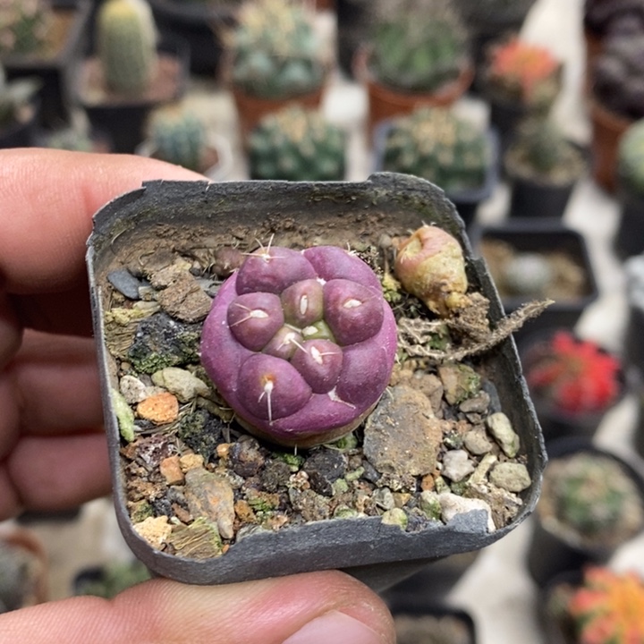 紫皮无刺象牙特价