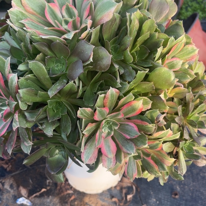 光辉有断枝法师不包损29