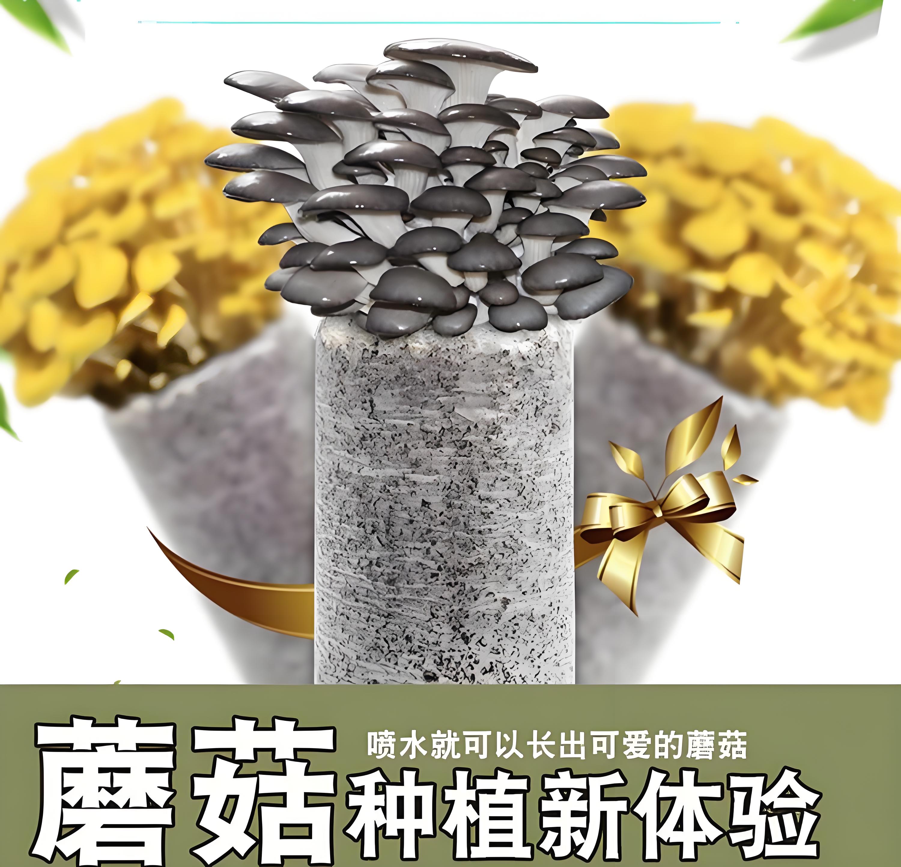 鲜菌菇种植体验菌棒随机发