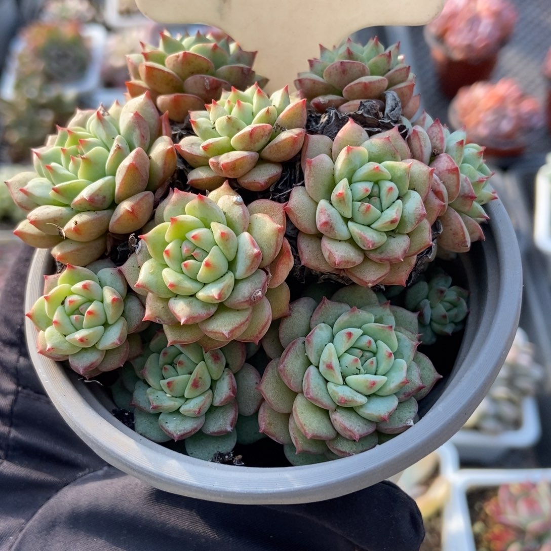 908熊猫脸多肉植物