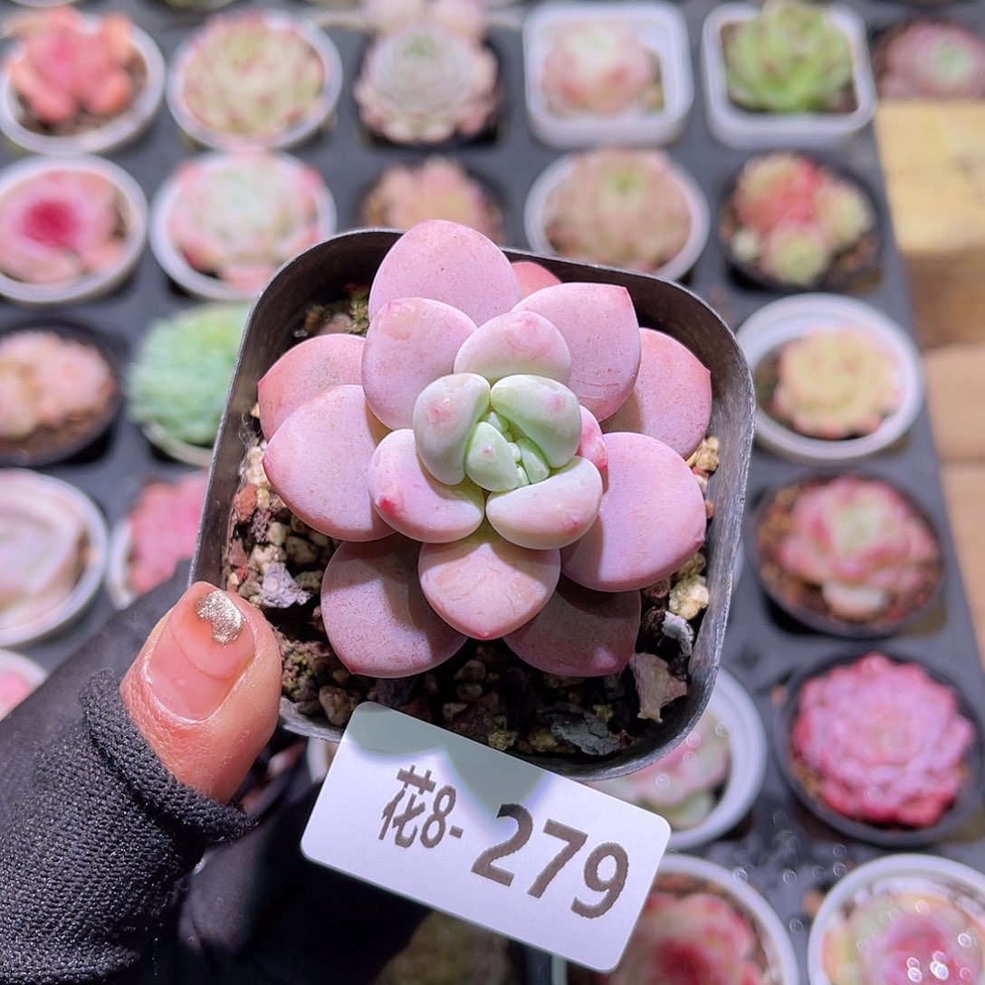 花08-279洛神单头