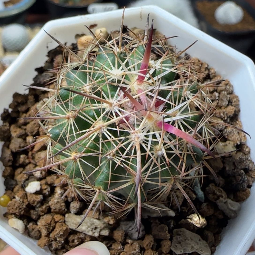 413实生虎爪多肉