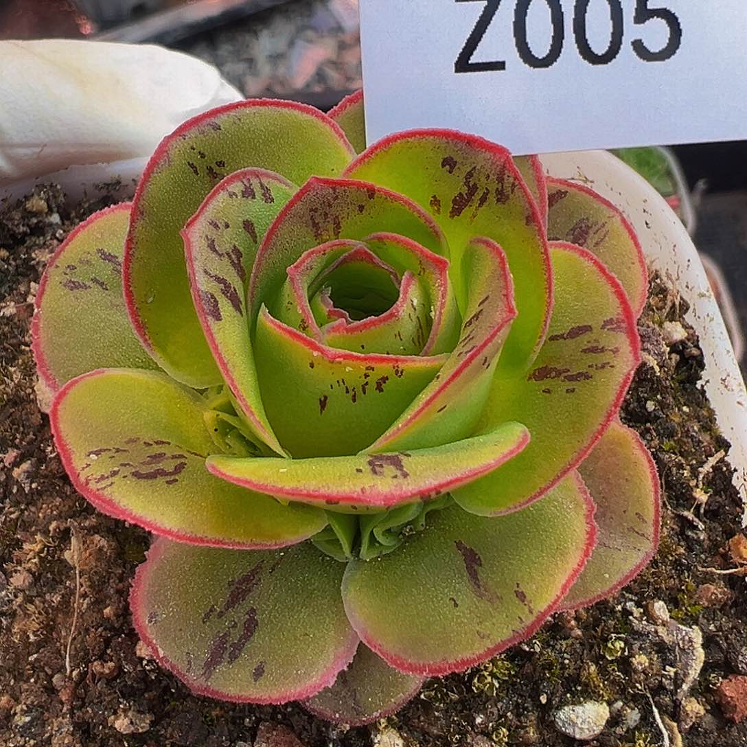 朱005 不染捧花群。  蕾丝多肉