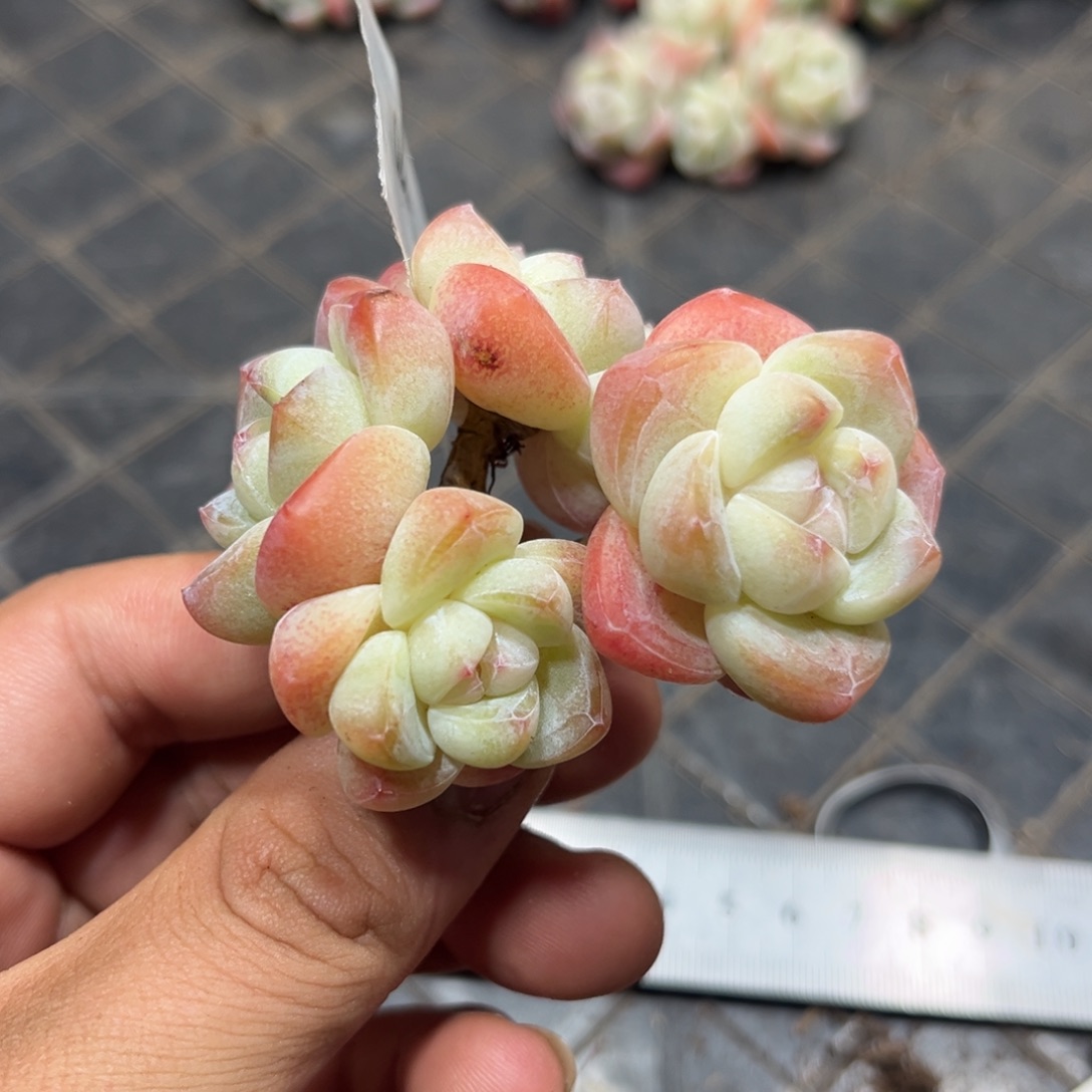 04冰玉老桩飘枝6.5厘米