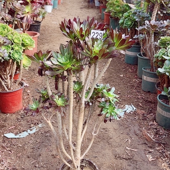 沧**生229黑法老桩主头爆崽