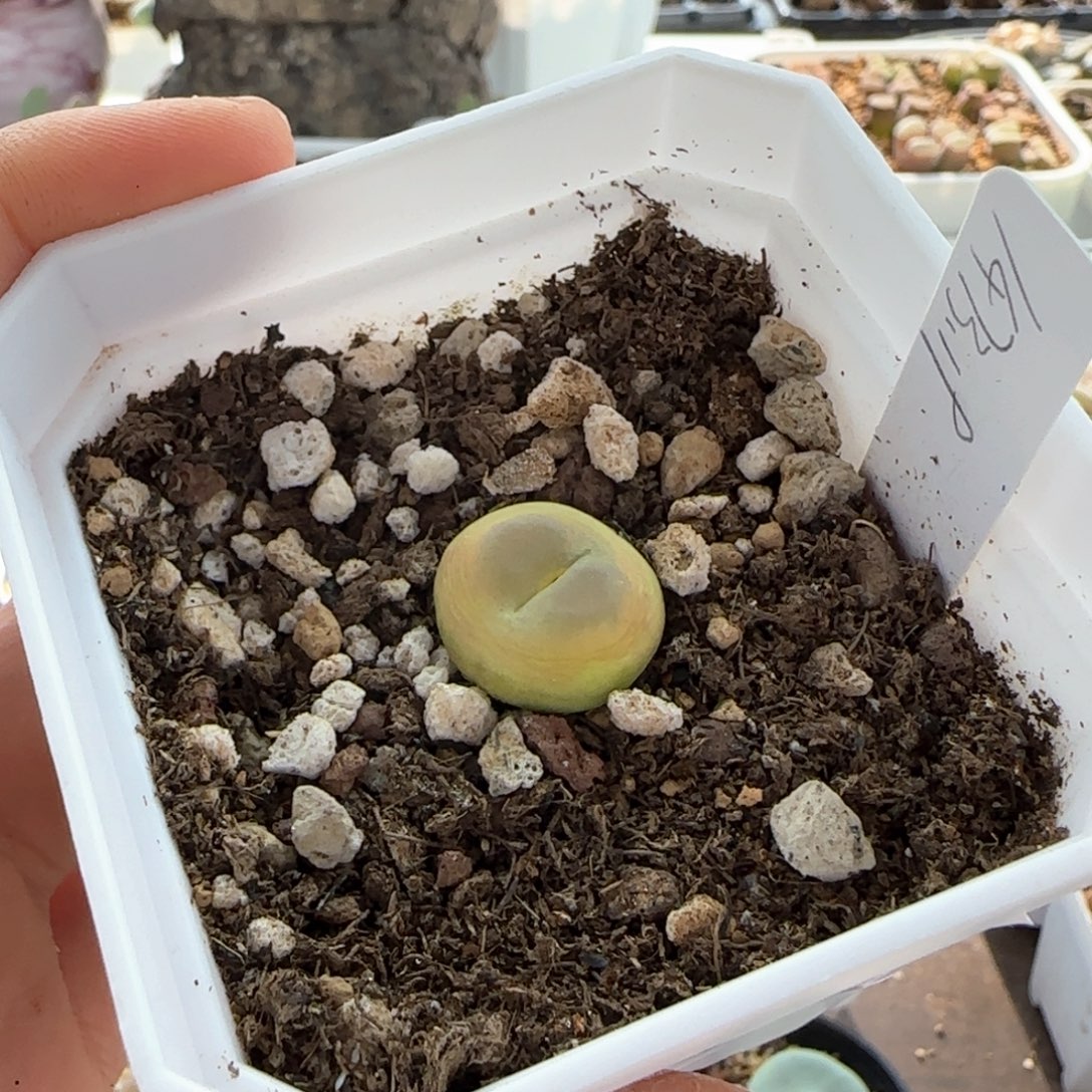 薇***.7101 大白多肉植物园