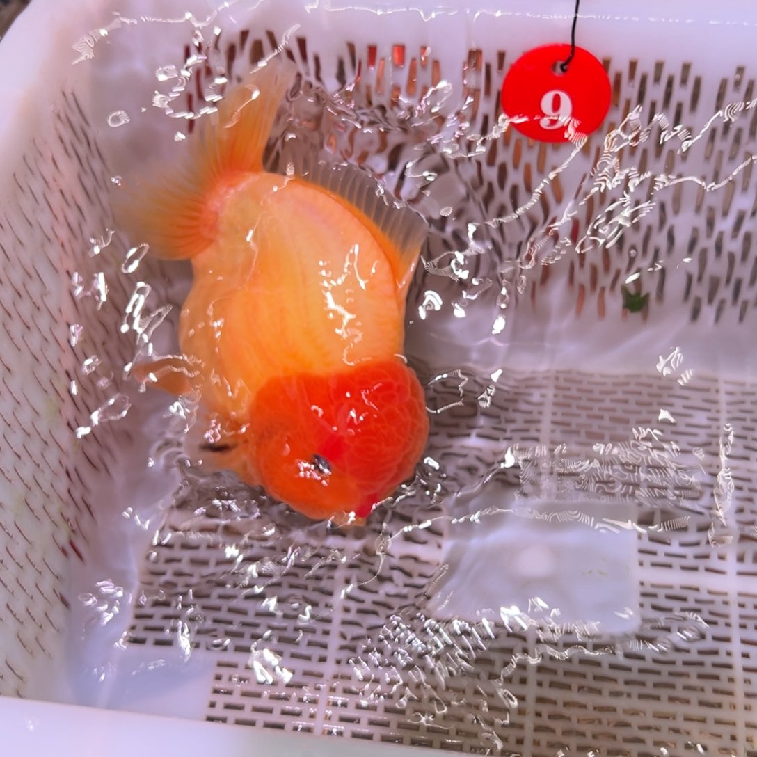 天***虹金鱼你好吗我好想你啊