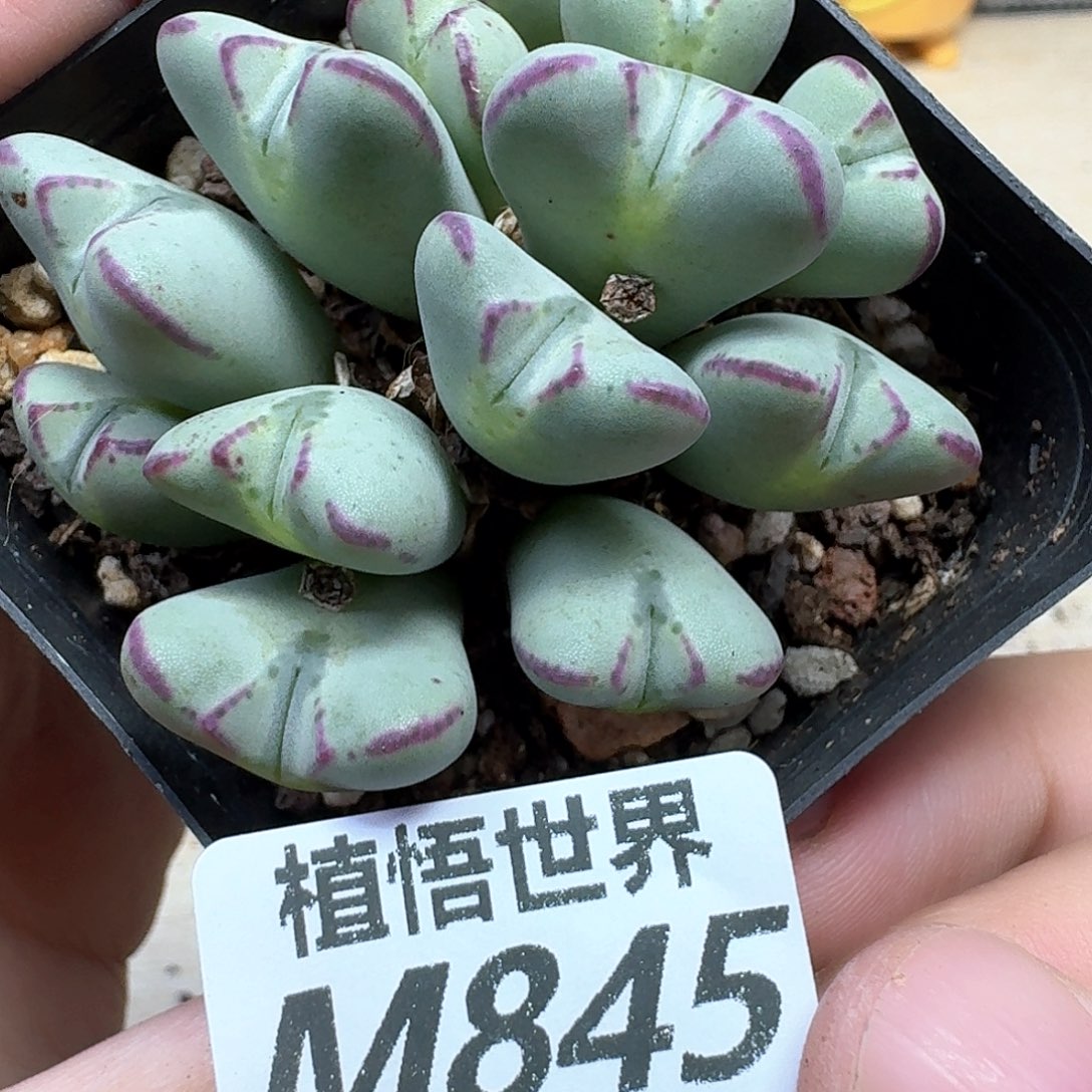 多肉植物的人在一起过