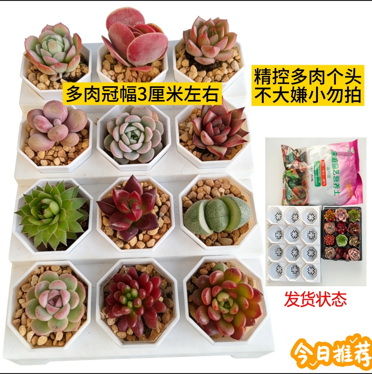 12颗精品小多肉套餐  多肉植物