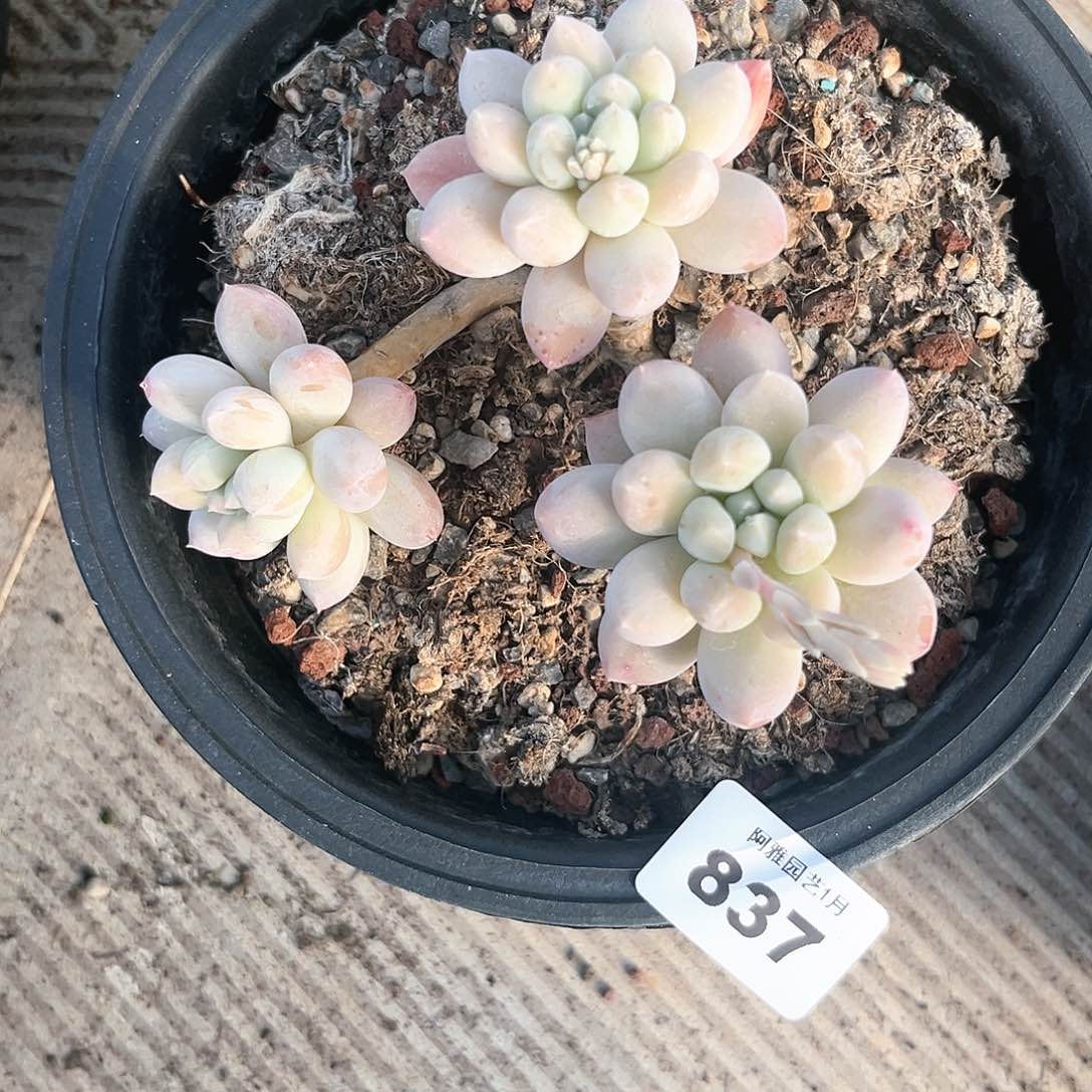 阿雅园艺。          837