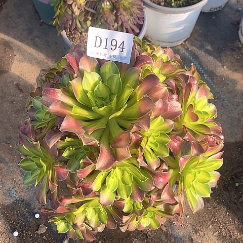 194韶华多肉法师锦