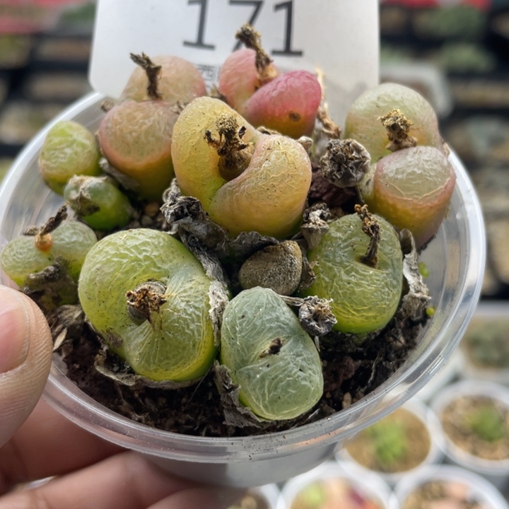 佳人园艺上福利啦毛毛171