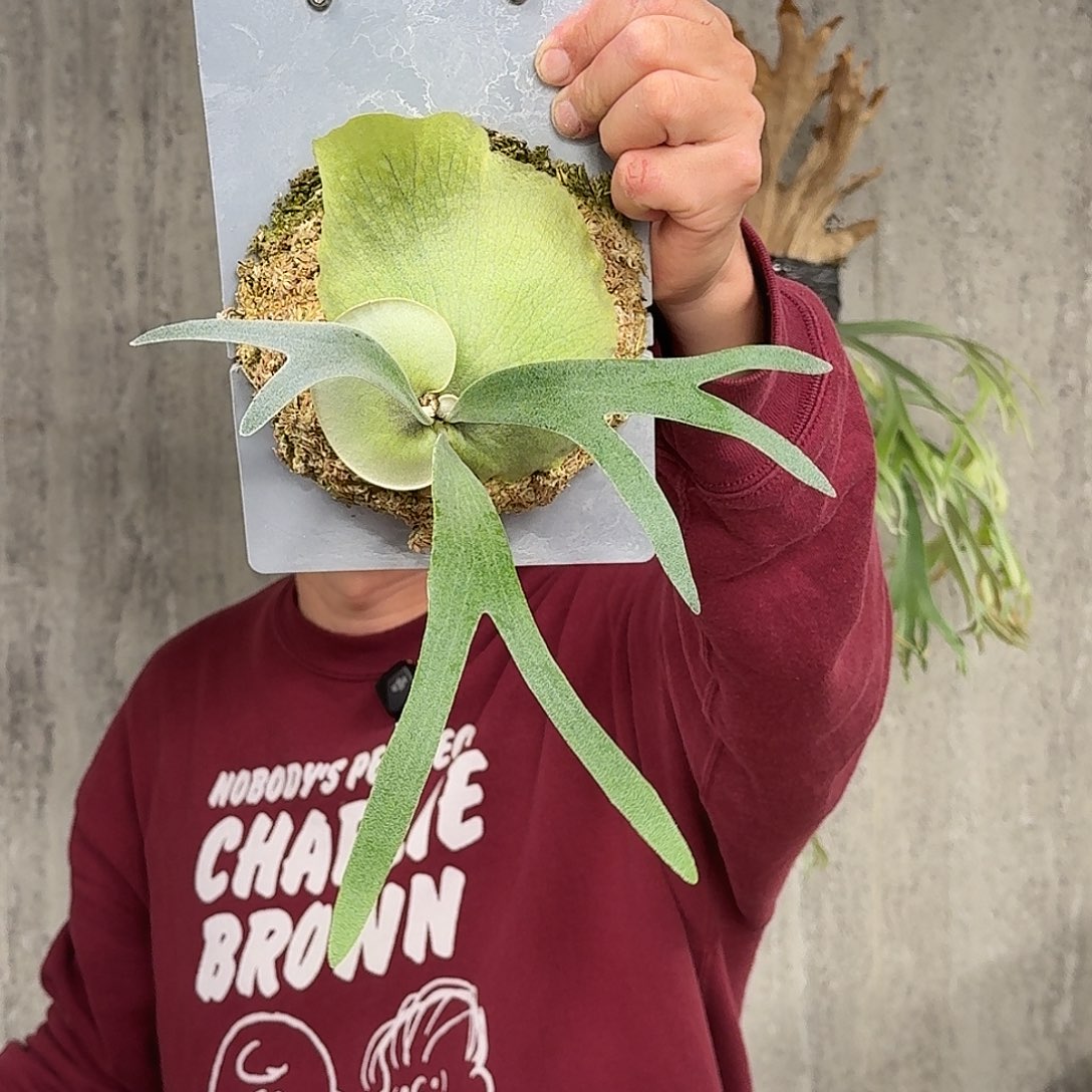 完全开放pn月光鹿角蕨春野花园