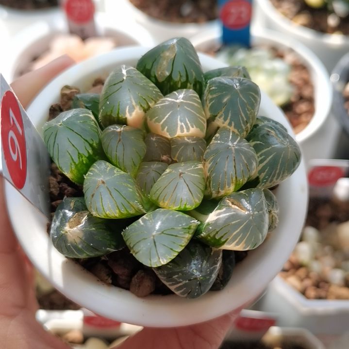 91号龙爪巨大款一物一拍带盆土发货