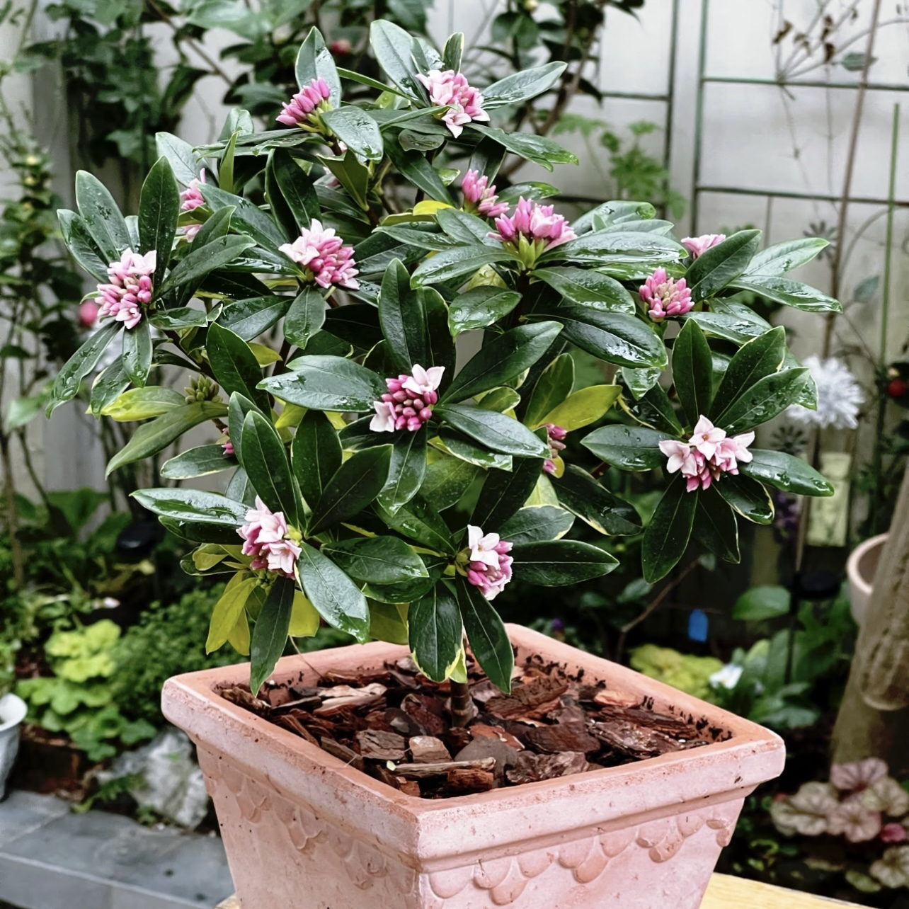 金边瑞香盆栽浓香型耐寒花卉室内外四季常绿观叶植物发货快