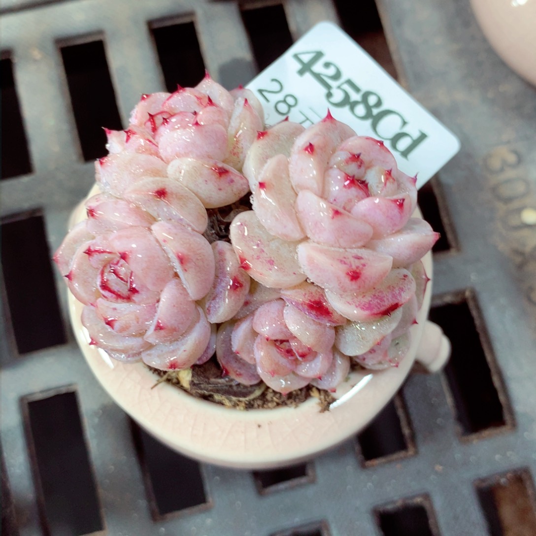 5厘米盆精控多肉4258