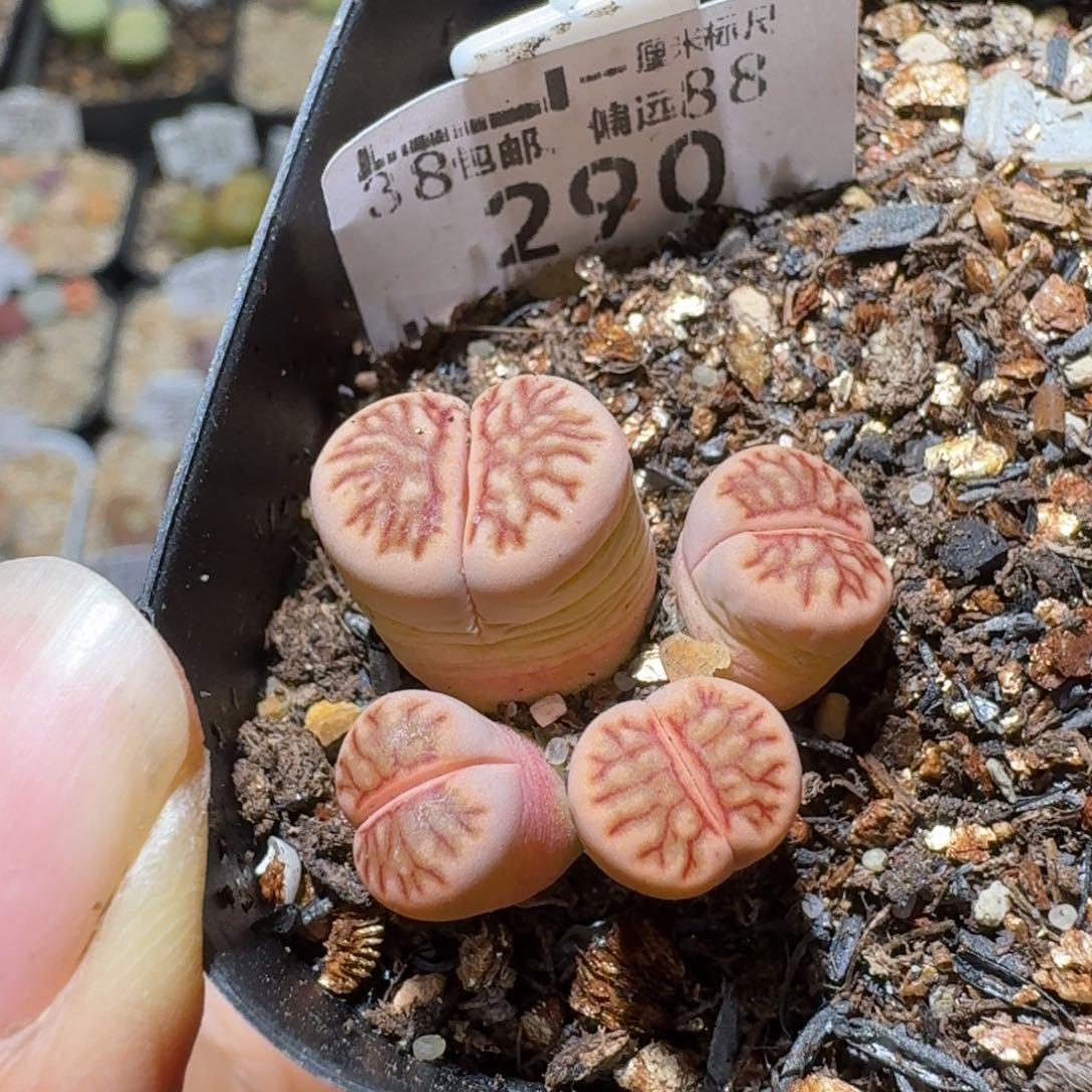 怼***了Sss精品生石花 290