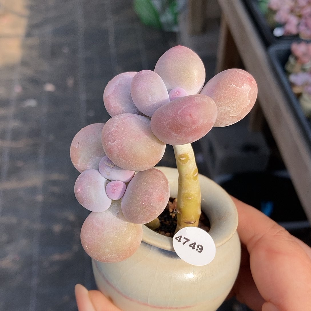 4749蛋黄奶酪带盆土