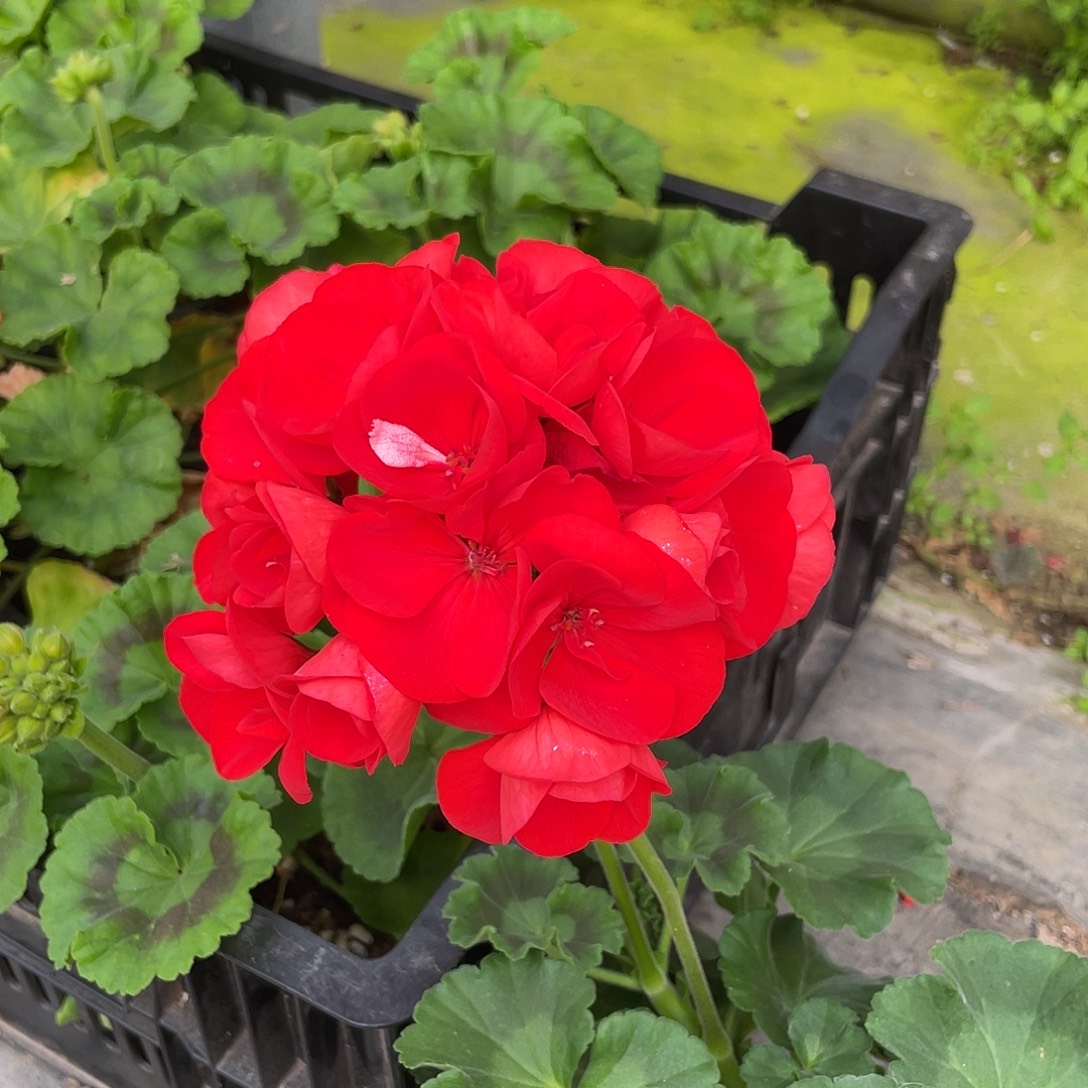 完全开放国旗红三分枝