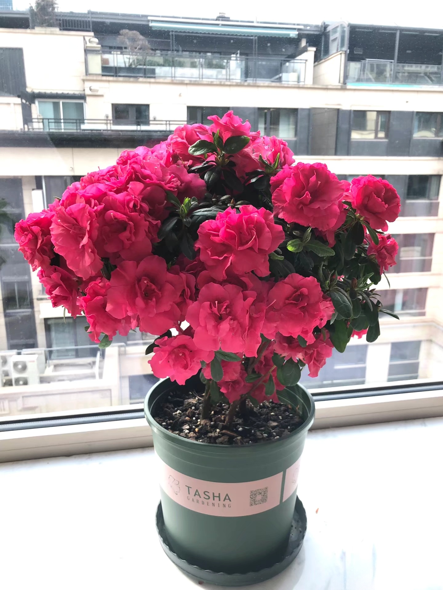 情人节提前购 原生杜鹃花 花期超长 爆花小机器 新手必入