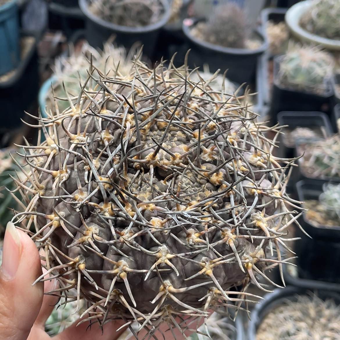 【闪购商品】武勋丸冒根芽微瑕666