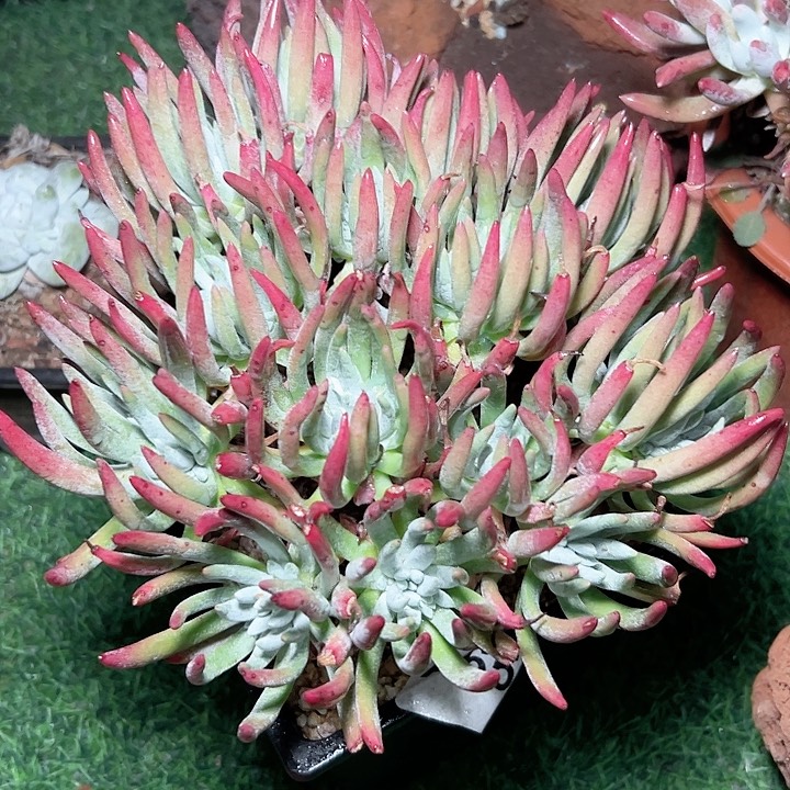 小鹿多肉福利多多659