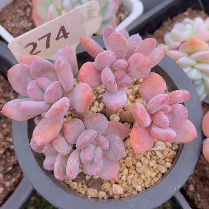 健健康康平平安安