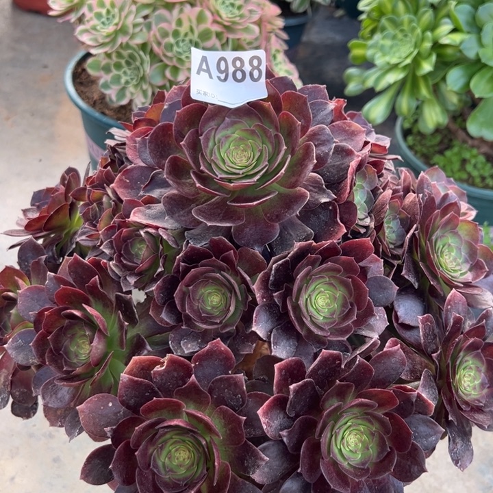 988赤焰莲30厘米左右