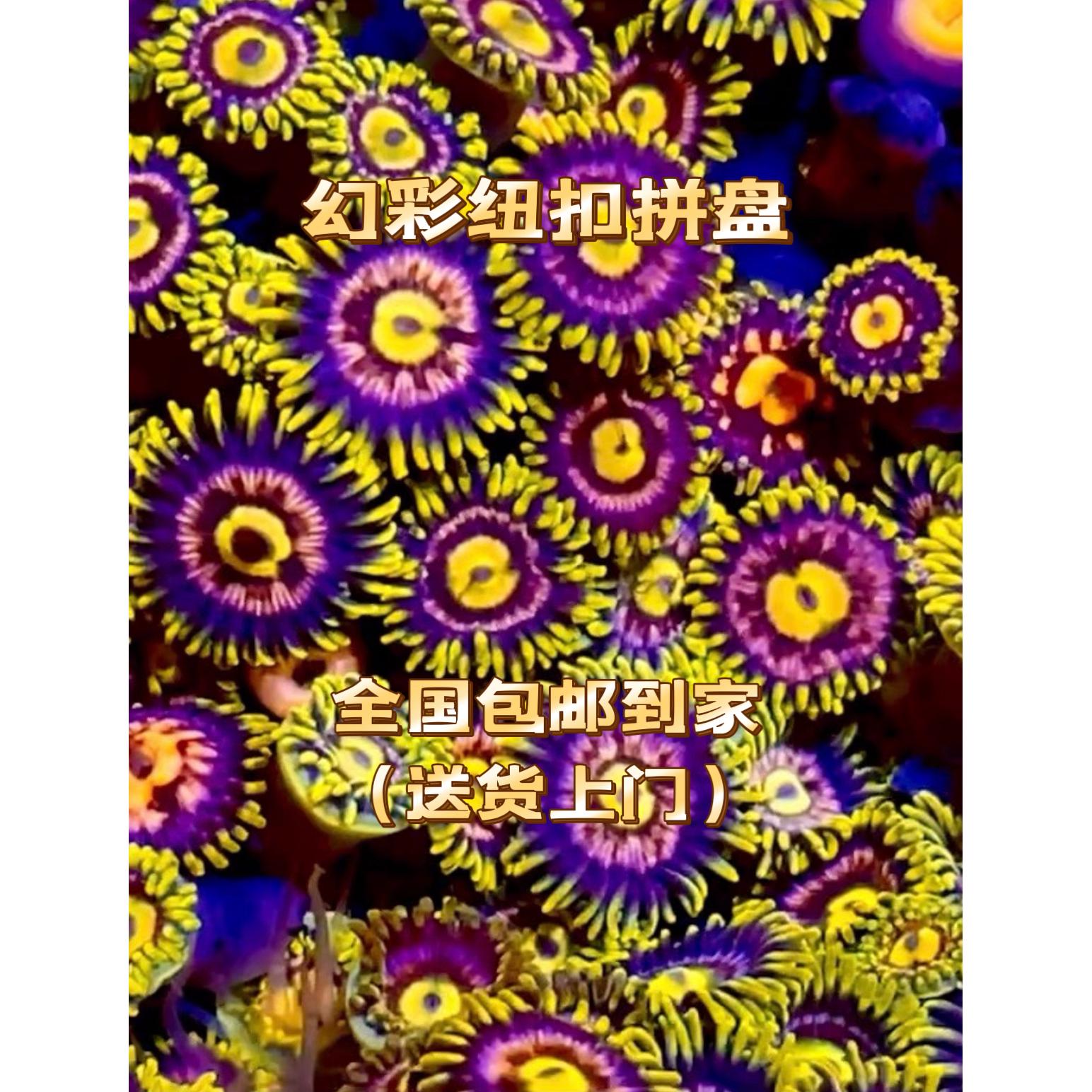 幻彩纽扣人工海水鱼全国包邮到家新手饲养推荐简单皮实好饲养