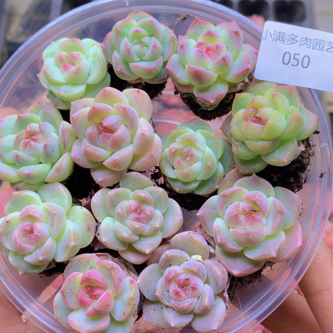 我也想要这样一款面050