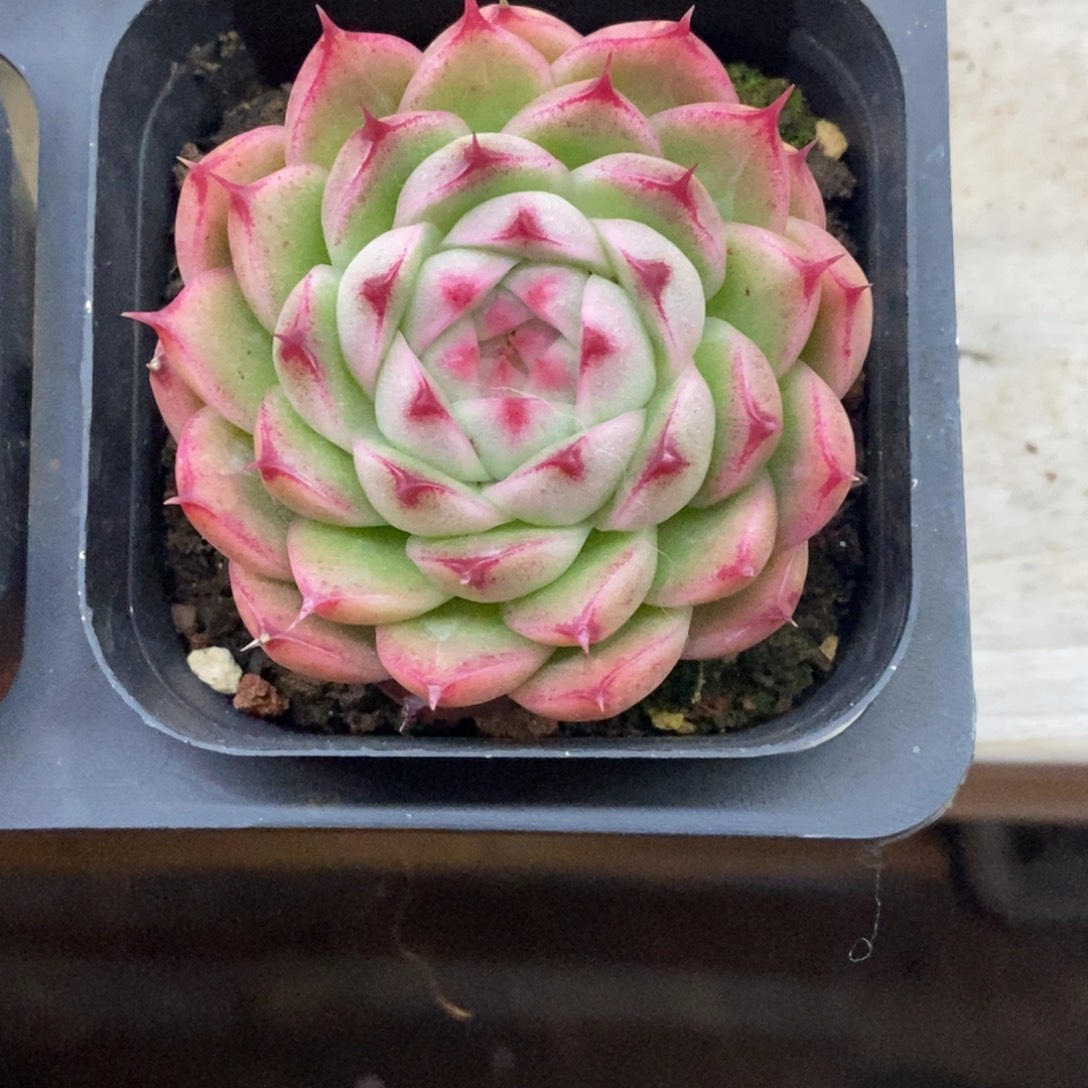 精品多肉一物一拍不包整107