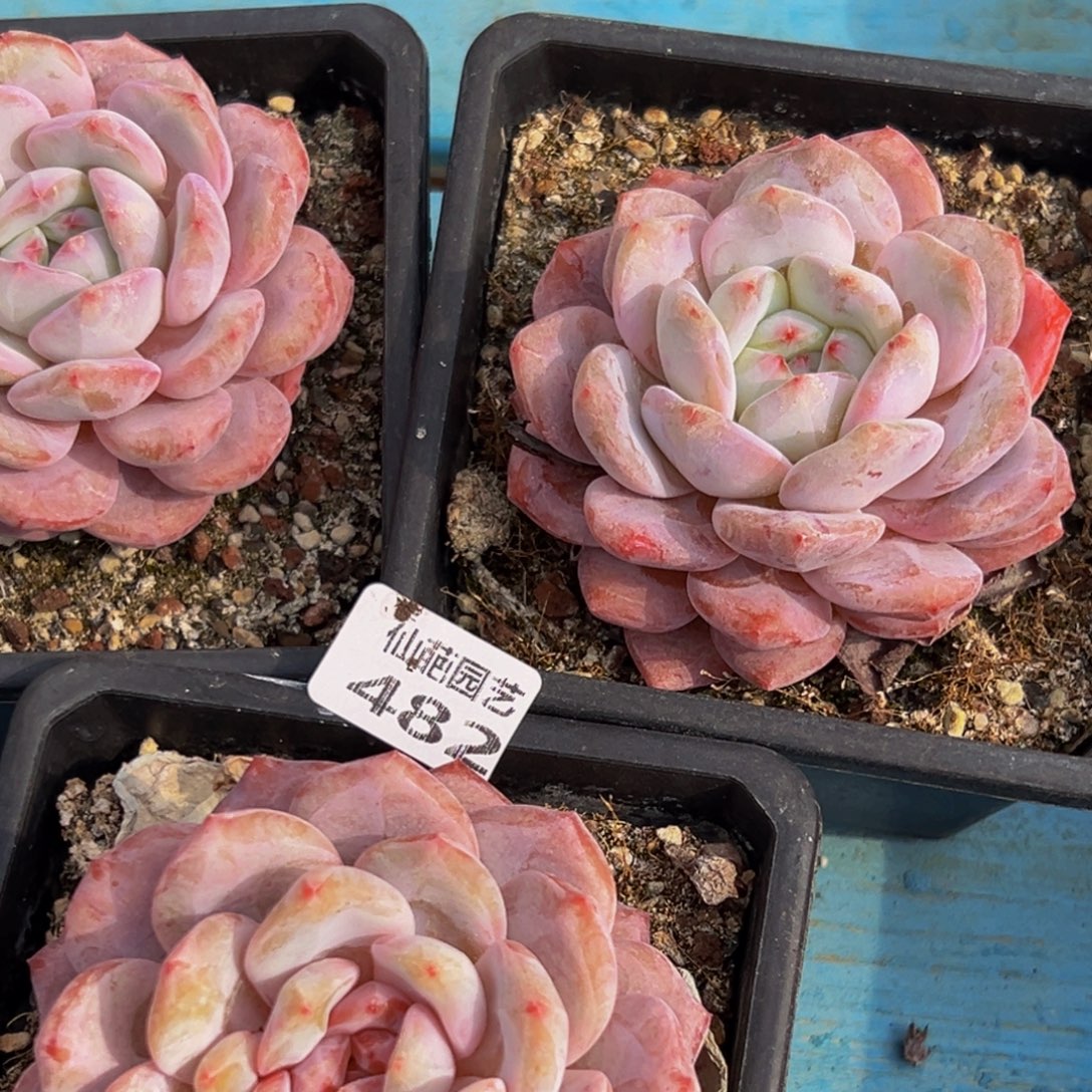 雪****482多肉葡萄的味道真的