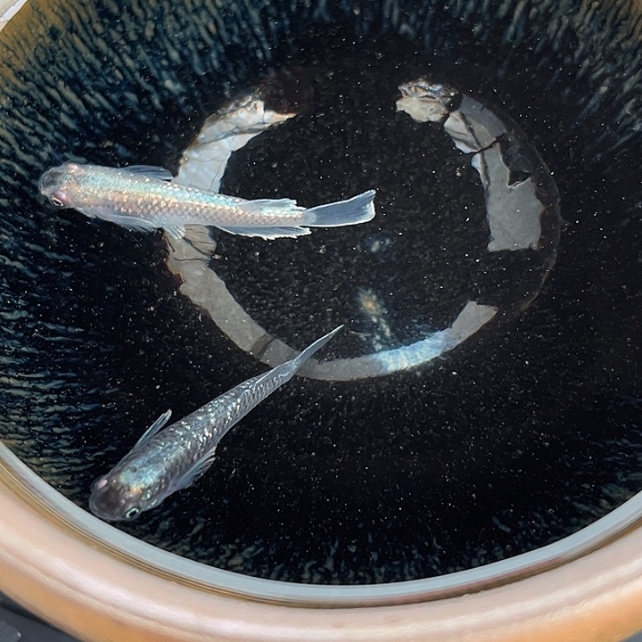 青鳉鱼午夜裙摆体外光2条12号