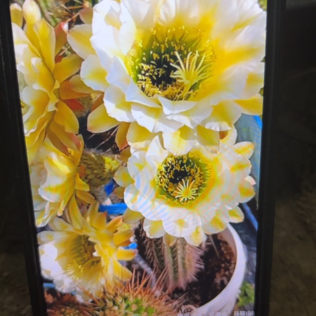 六月五毛侧牙20包邮仙人球