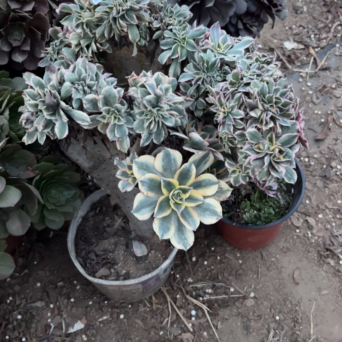 531三颗组合多肉植物法师