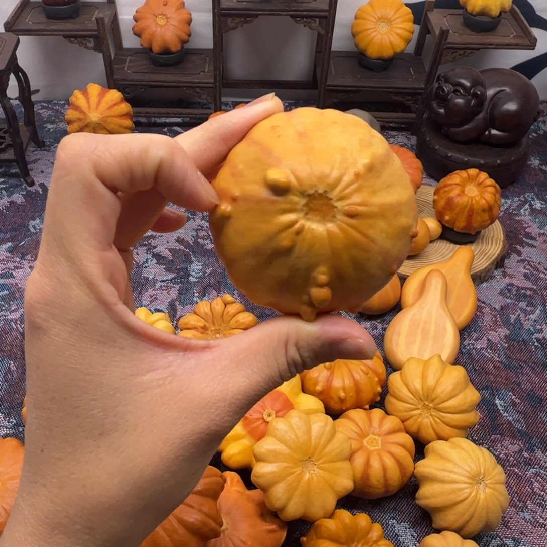 墨西哥葫芦小蘑菇