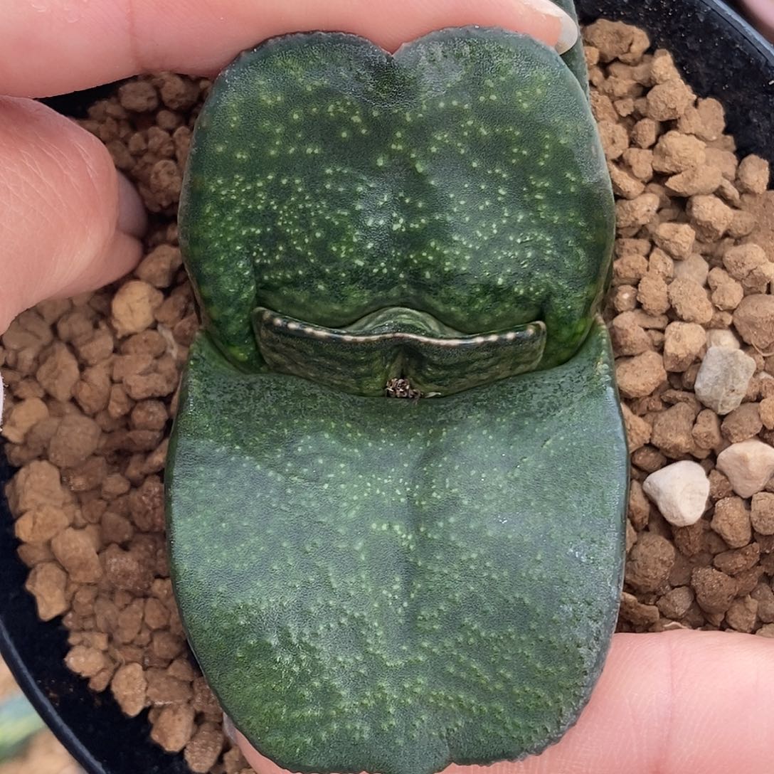 645卧牛实生大宽短叶军配折边带盆发货