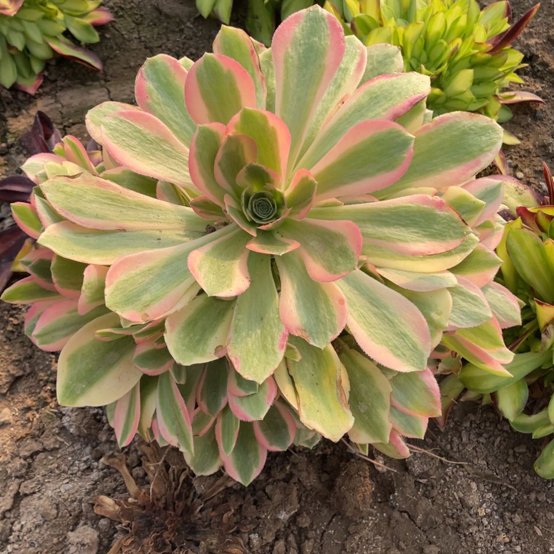 妖月多肉法师断枝不包量