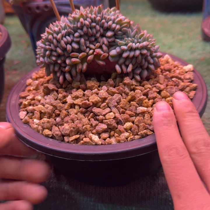 星影树缀无砍多肉