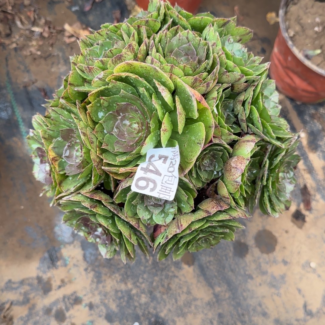 万拉丝546满20包邮断枝不包