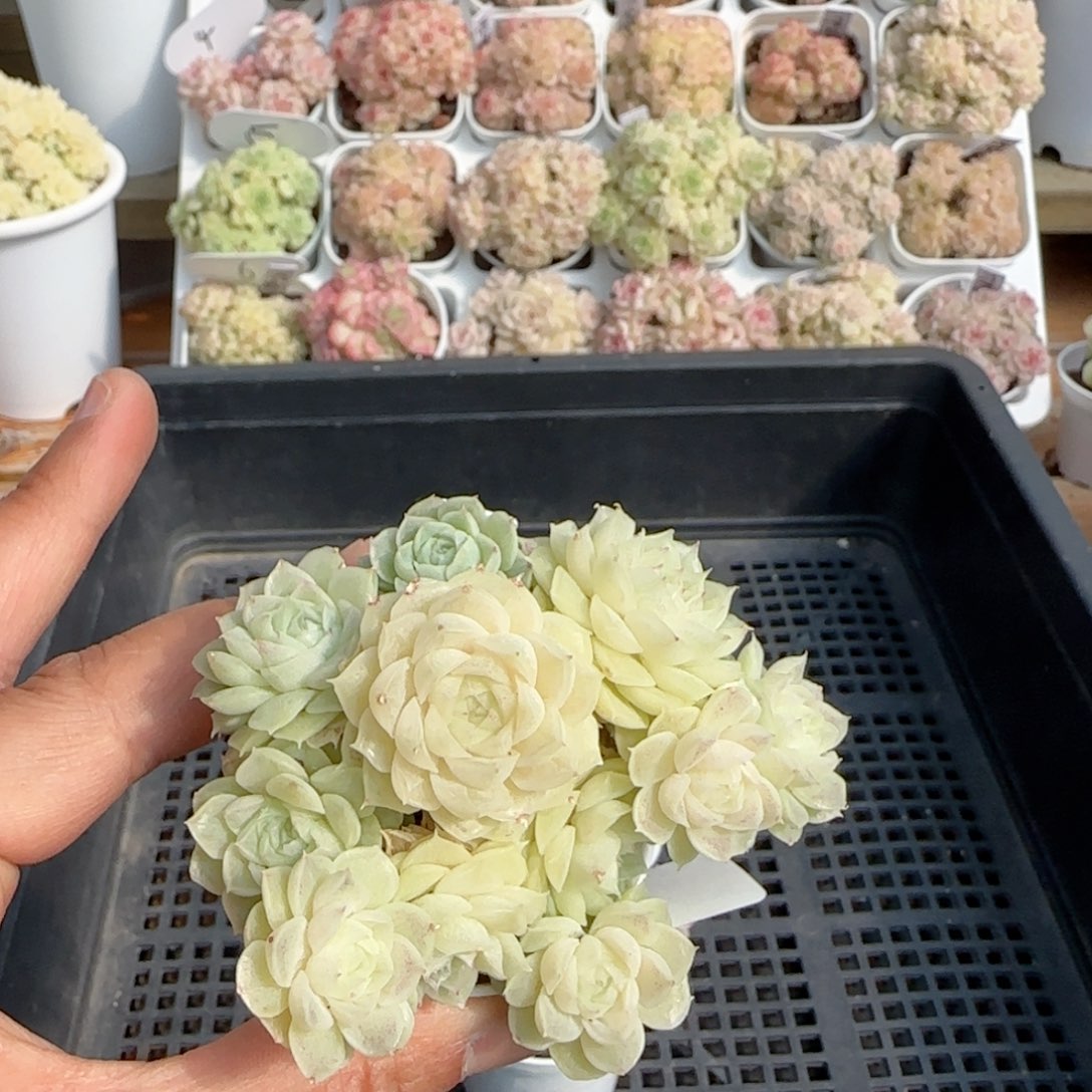 【闪购商品】0205-105（m1-173-2）