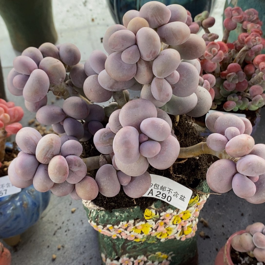 芭比奶洛16cm290多肉植物