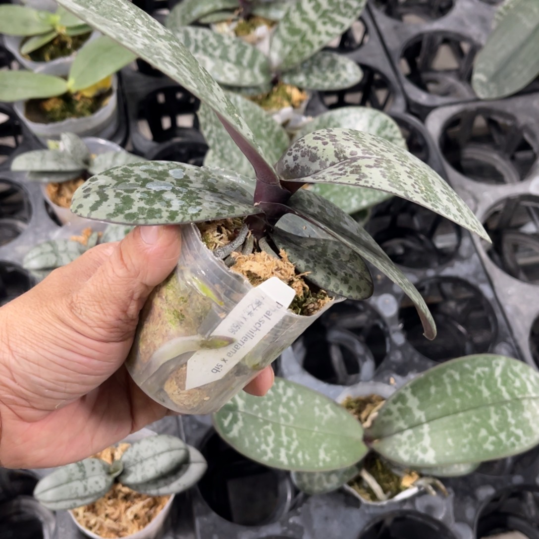 当前无花栽培后可以开花大树之光交m606