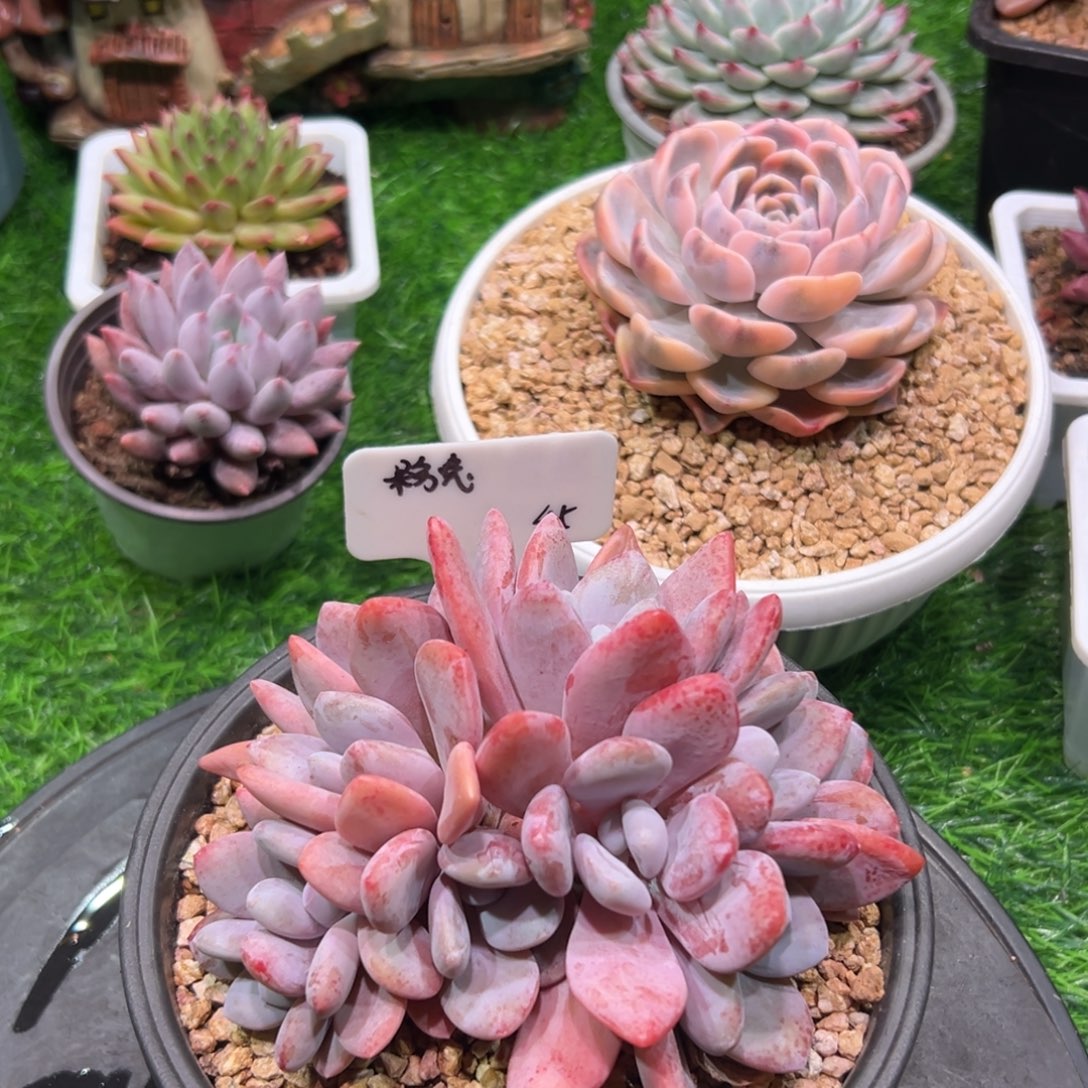 J***粥粉兔，一物一拍。   