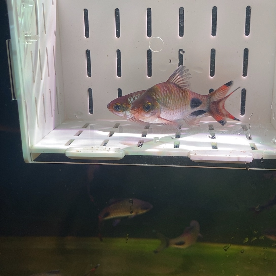 七彩神仙鱼紫红两点鲫鱼2条